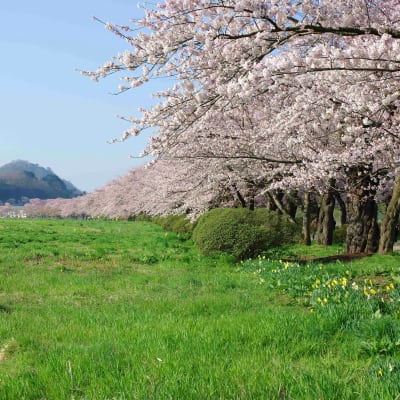 Parque de Kitakami Tenshochi