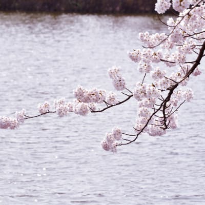 Festival das cerejeiras de Yagamata