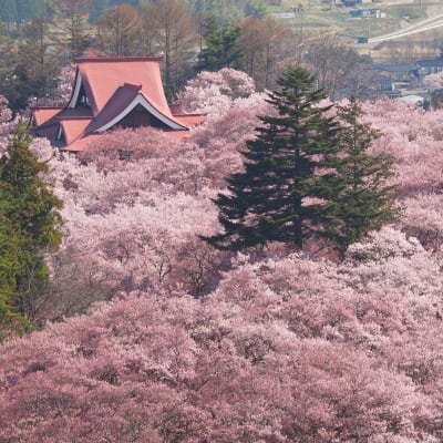Festival des cerisiers en fleurs de Takato