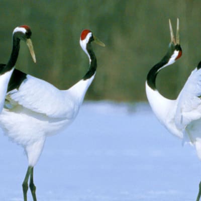 Actividades al aire libre en Hokkaido