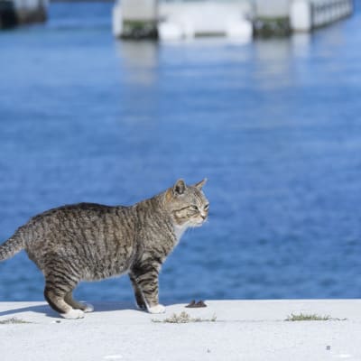 Île aux chats (Tashirojima)