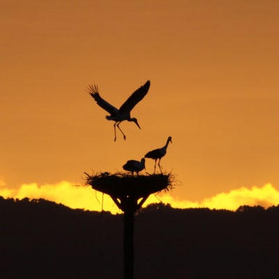 Bird-Watching in Japan