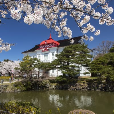 Kirschblüte im Tsuruoka-Park