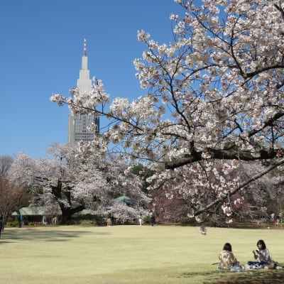 Kirschblüte in Shinjuku Gyoen