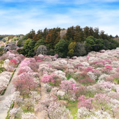 Lễ hội Hoa Mận Mito