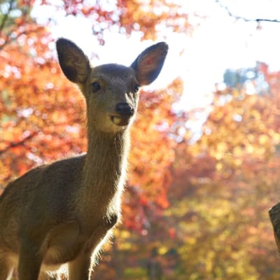 Miyajima