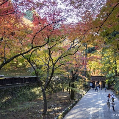 Korankei Gorge Autumn Leaves
