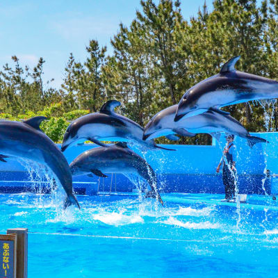 Acuario de la Ciudad de Niigata
