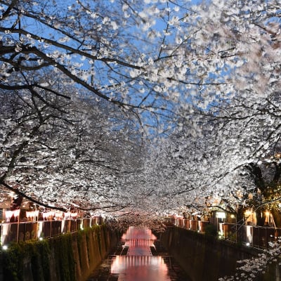 Cerejeiras em flor de Nakameguro