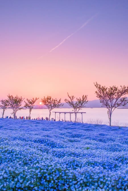 Osaka Maishima Seaside Park’s annual Nemophila Festival
