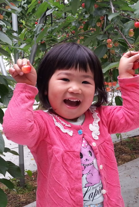 Cherry picking is a fun family activity that young children also enjoy