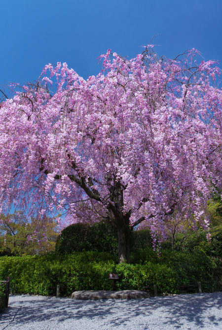 takagamine & murasakino area