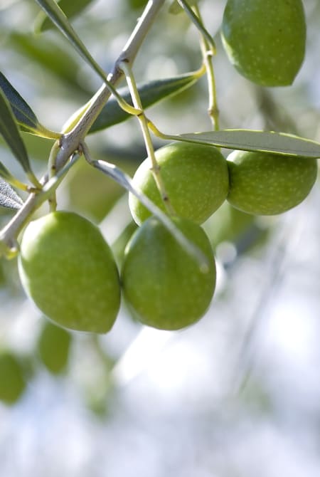Kagawa Olives