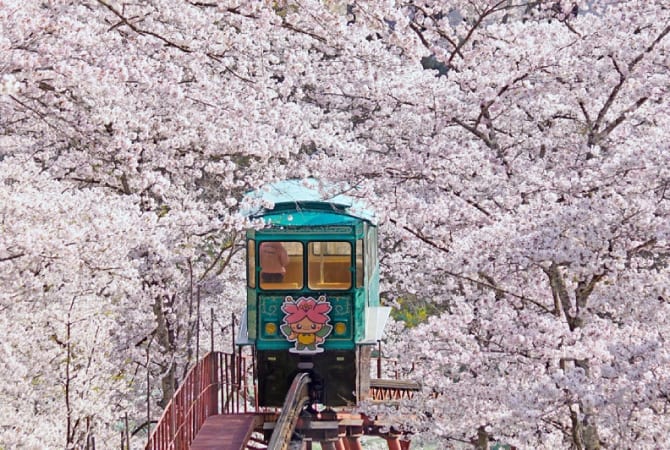funaoka castle park slope car going through cherry blossom trees