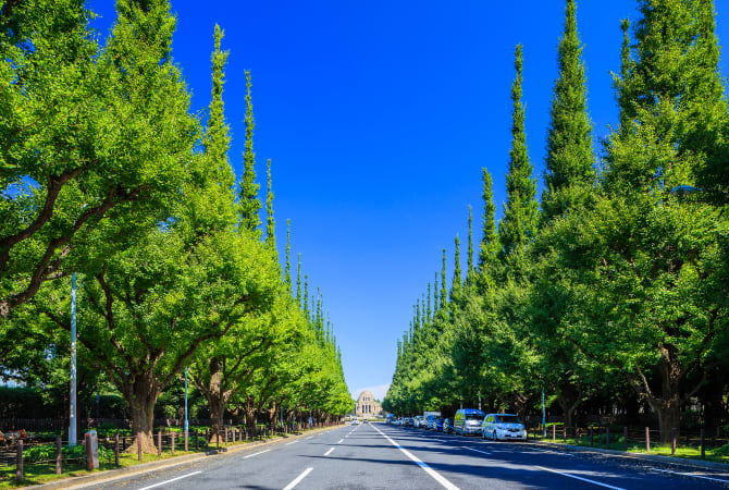 Icho Namiki Ginkgo Avenue