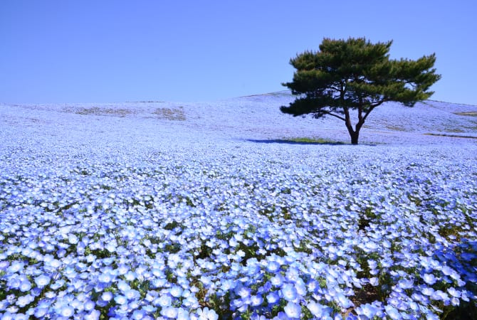 Nemophila & Kochia at Hitachi Seaside Park