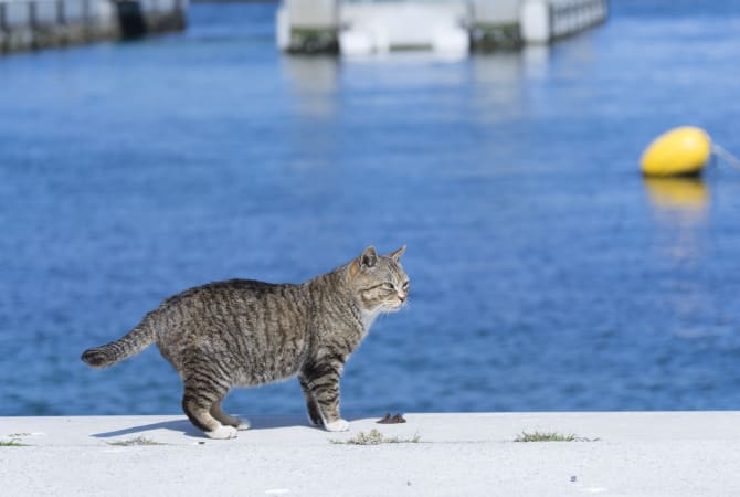 Cat Island Tashirojima Miyagi Attractions Travel Japan Jnto