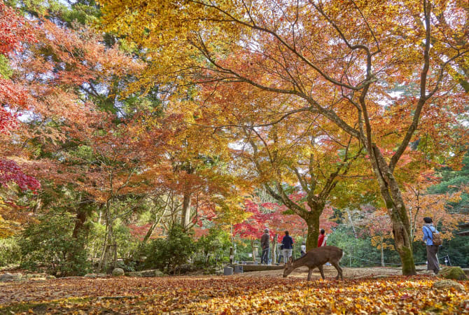 JOMC 20201118_momijidani_park_21.jpg
