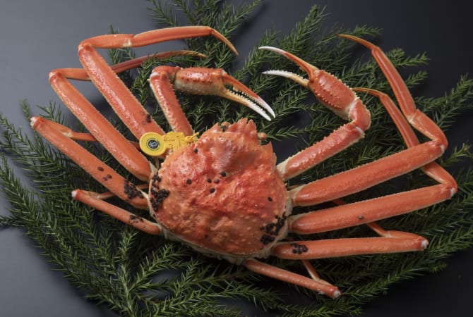 Echizen Crab
