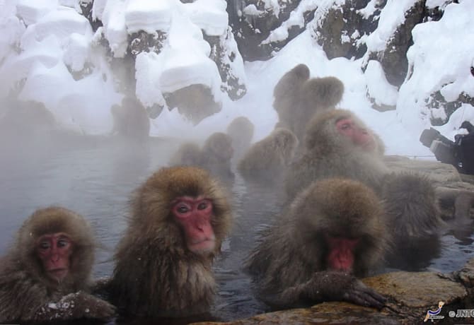 Snow Monkeys And Hot Springs In Nagano Travel Japan Jnto