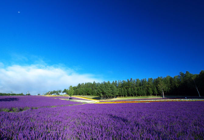 hokkaido summer tour