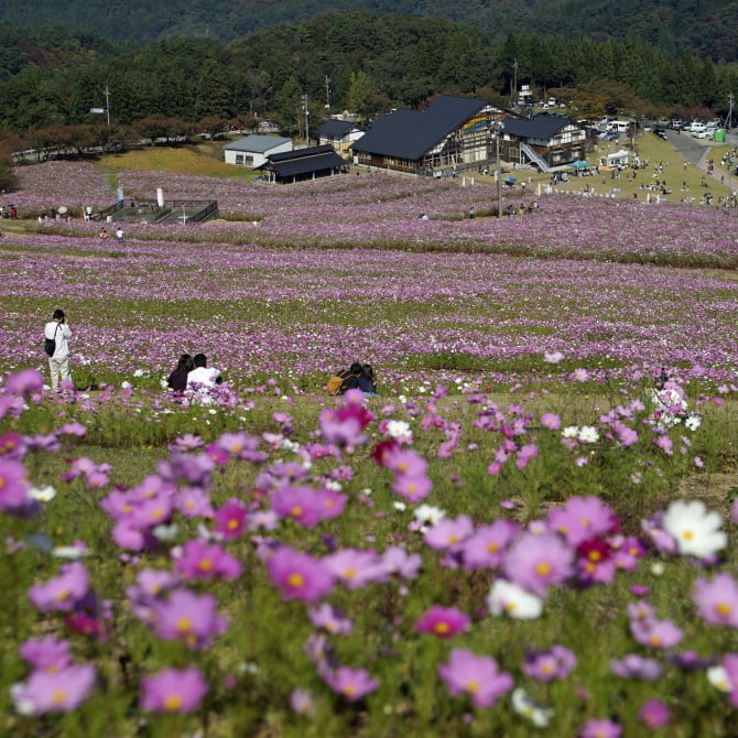 Tonami Yumenotaira Cosmos Flowers