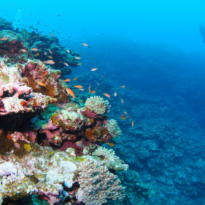 Ishigaki Island Diving