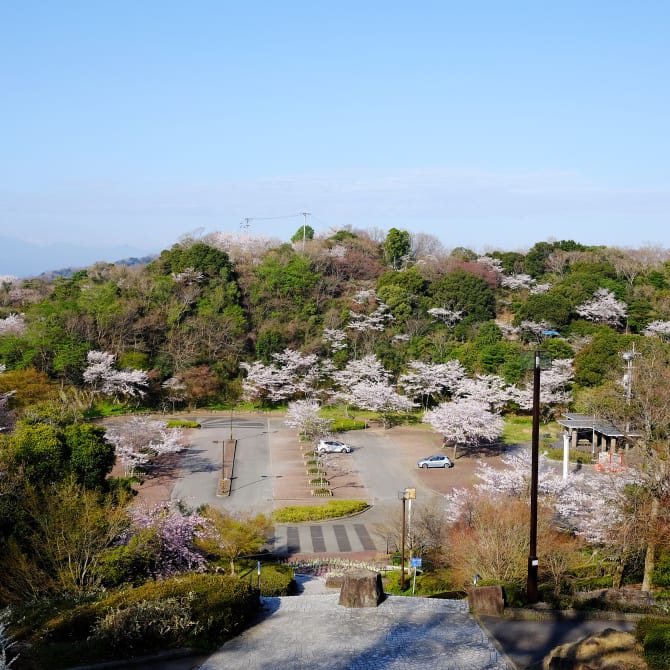 Bizan Park Cherry Blossoms