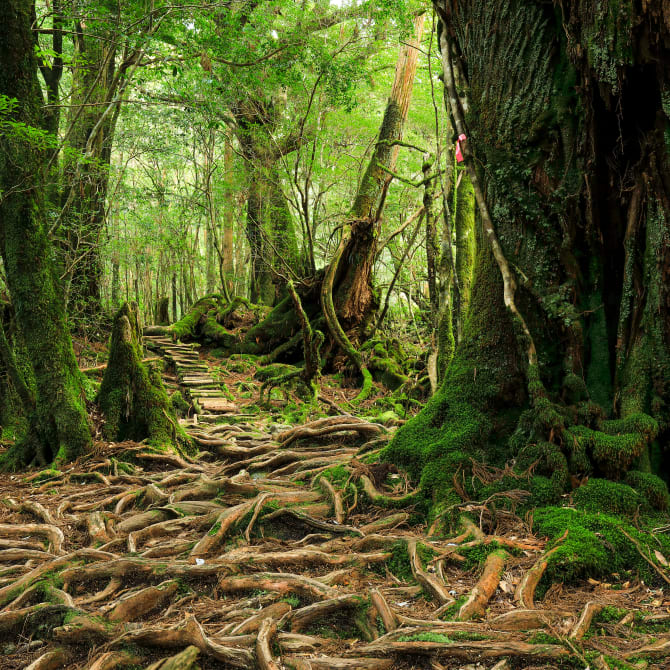 Yakushima Island (UNESCO)