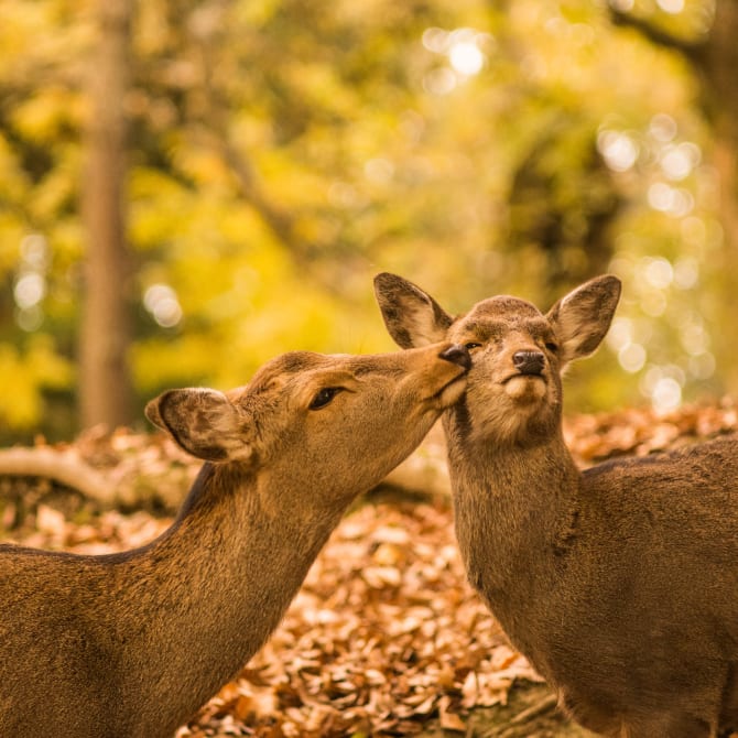 Seasonal Guide to Honeymoons in Japan