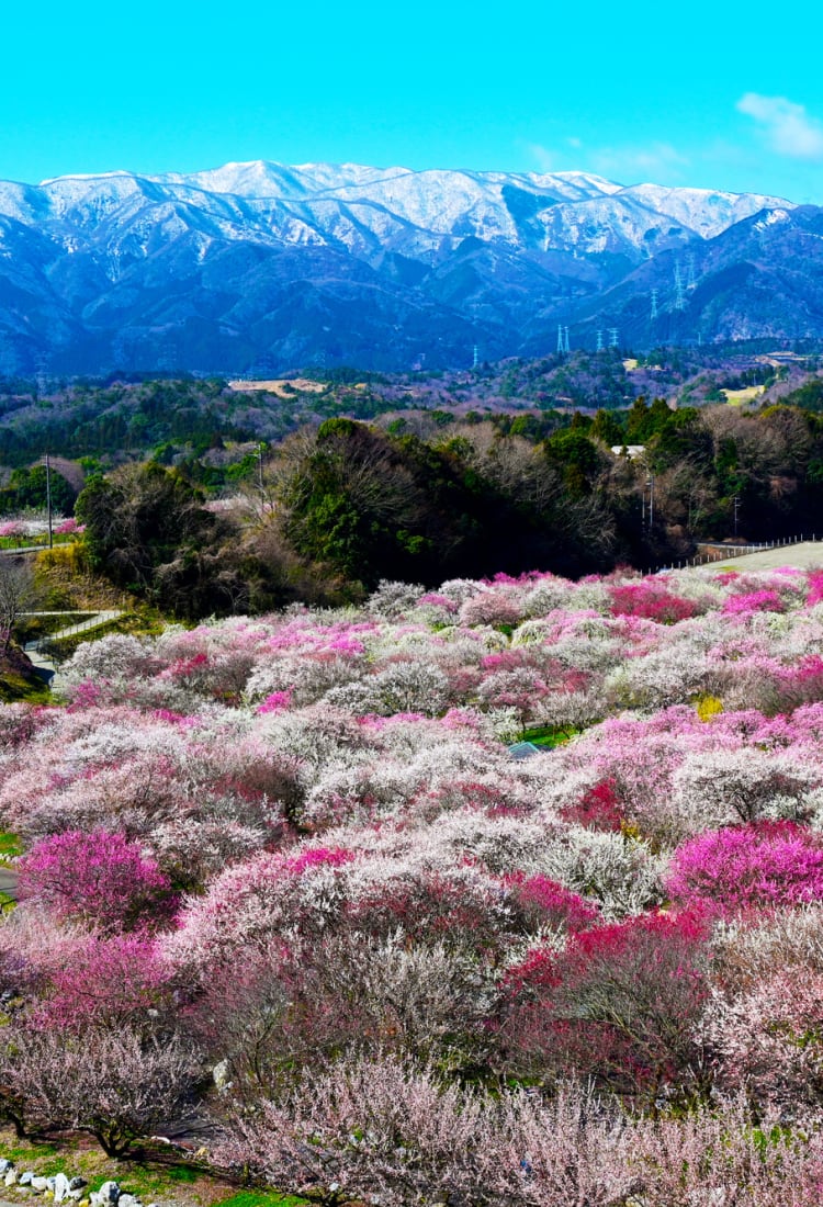 Flower Festival in India – May Flower