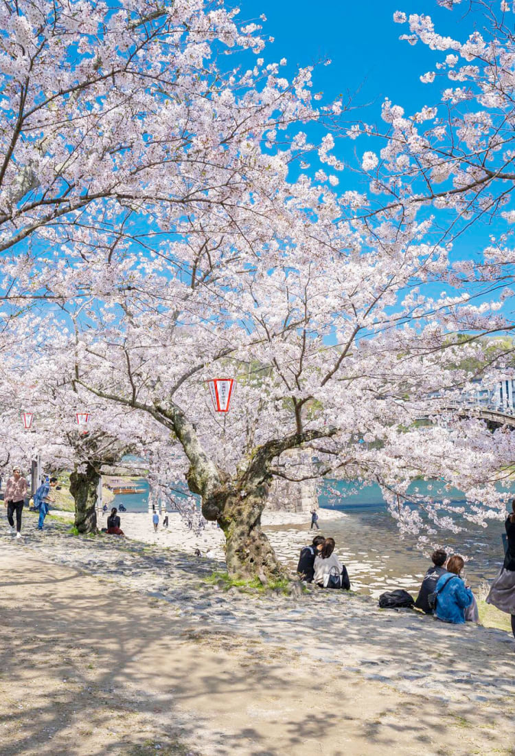Hoa anh đào - biểu tượng của đất nước Nhật Bản. Du lịch tới Nhật Bản vào mùa hoa anh đào chắc chắn sẽ khiến bạn bị hấp dẫn và say đắm trong vẻ đẹp của những cánh hoa hồng tươi. Ngoài ra, đất nước này còn có rất nhiều điểm đến thú vị khác để khám phá.