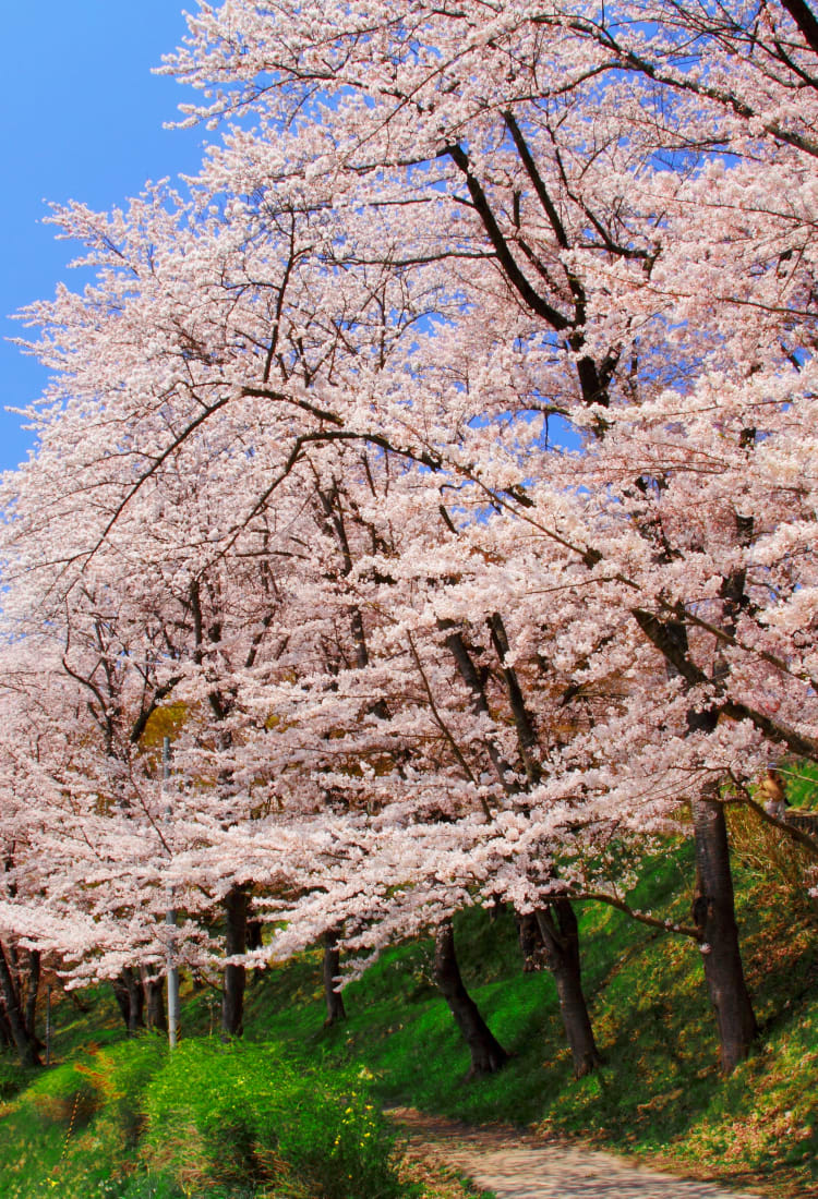 Eboshiyama Park Cherry Blossoms
