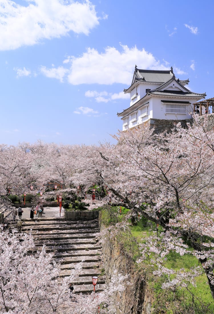 tsuyama castle -kakuzan park