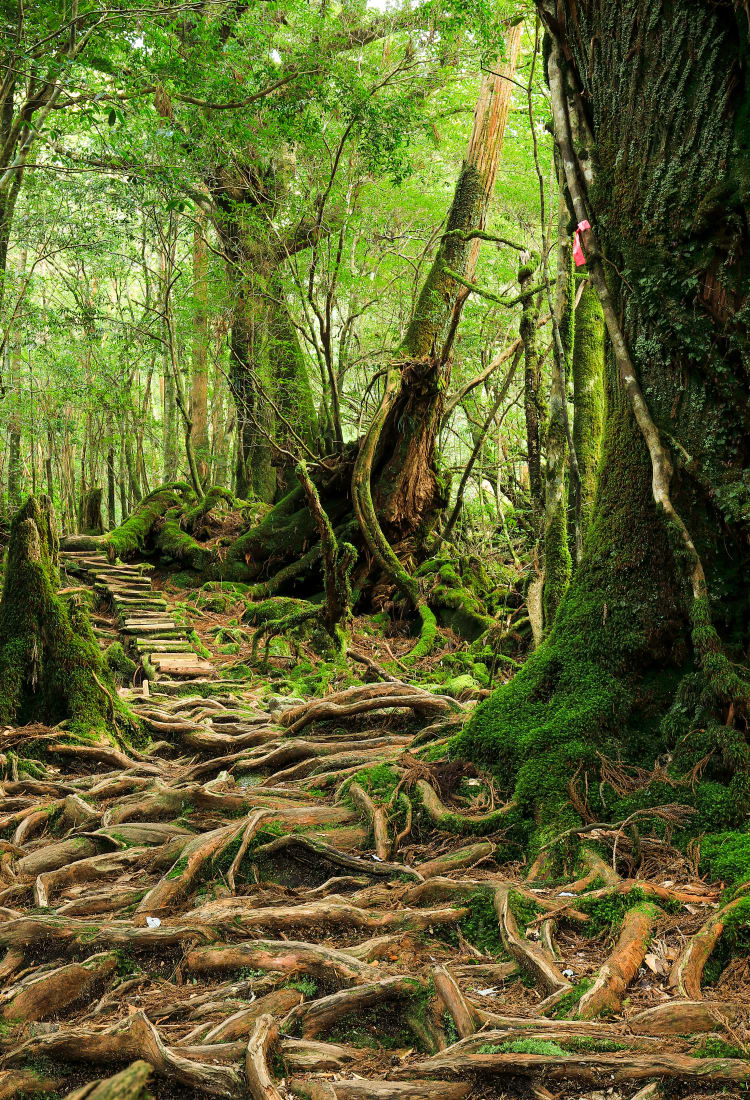 yakushima island day trip