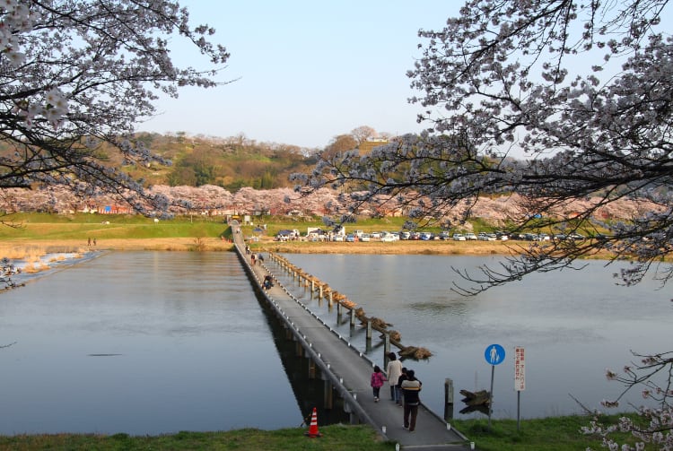 Row Of Cherry Trees On Hiikawa River Bank