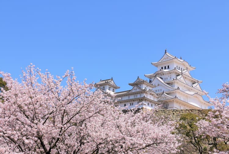 Himeji castle cherry blossom