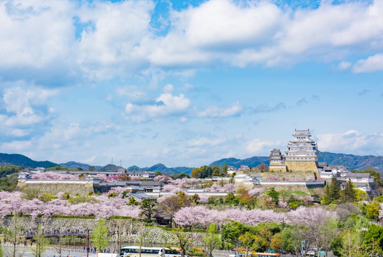 Himeji castle cherry blossom