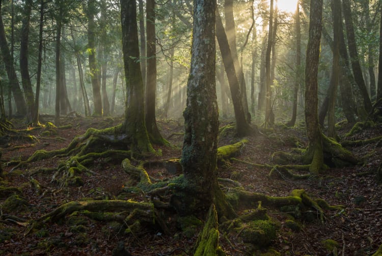 Aokigahara Jukai Forest