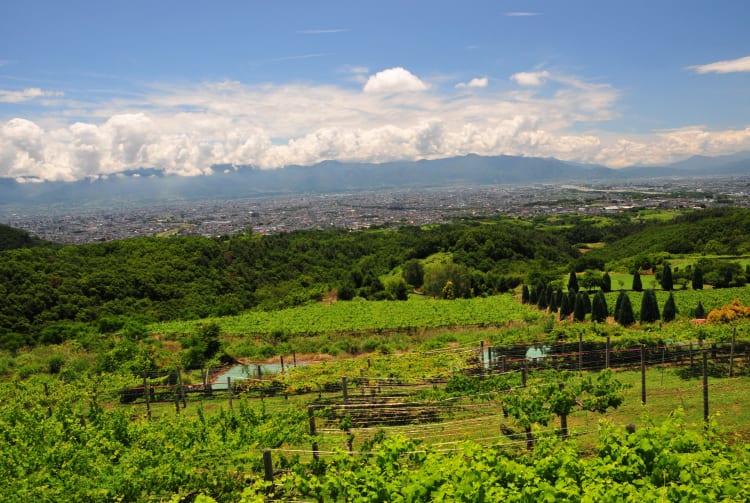 Suntory Tominooka Winery