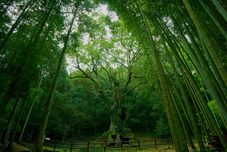 Giant camphor tree of Takeo