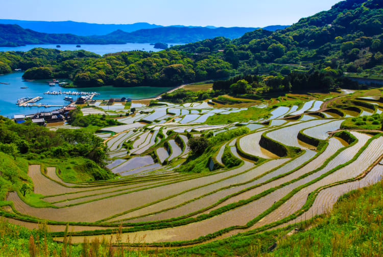 Terraced Rice Fields at Oura