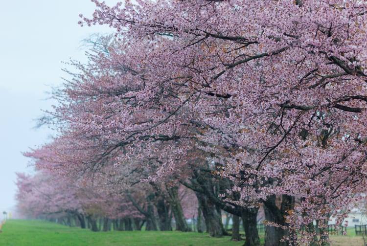 Cherry Trees lined on 20-Ken Road of Shizunai