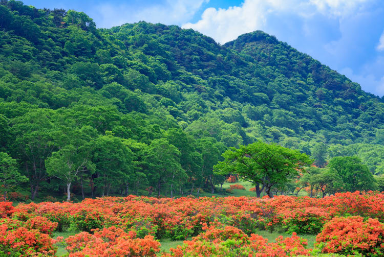 Mt. Akagi-yama Area