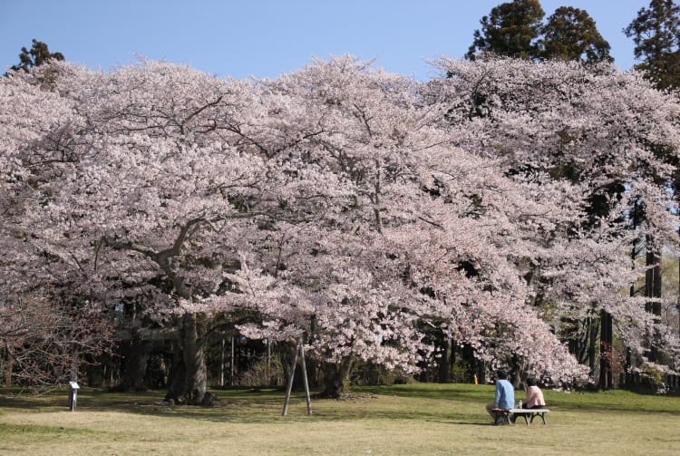 sendai area