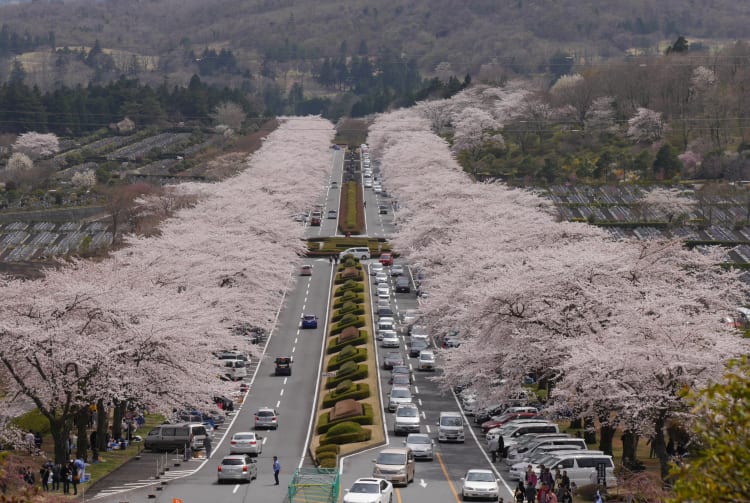 Fuji cemetery park-cherry blossom