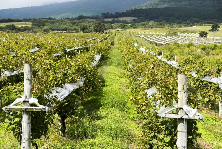 Kuju Winery