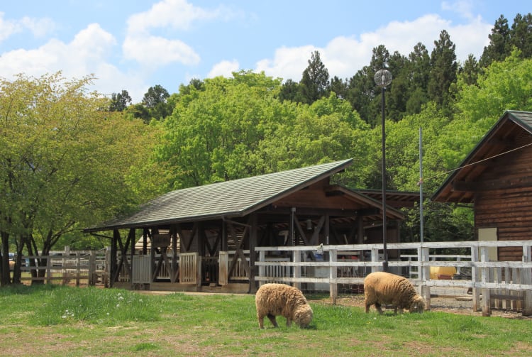 Chichibu Hitsujiyama Park