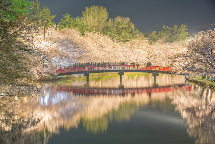 Hirosaki Park Cherry Blossom-SPR