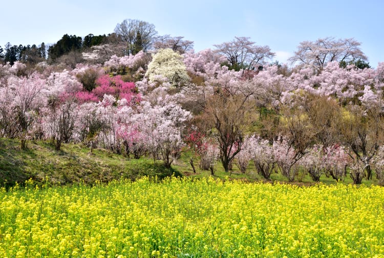 Hanamiyama Park | Fukushima Attractions | Travel Japan | JNTO